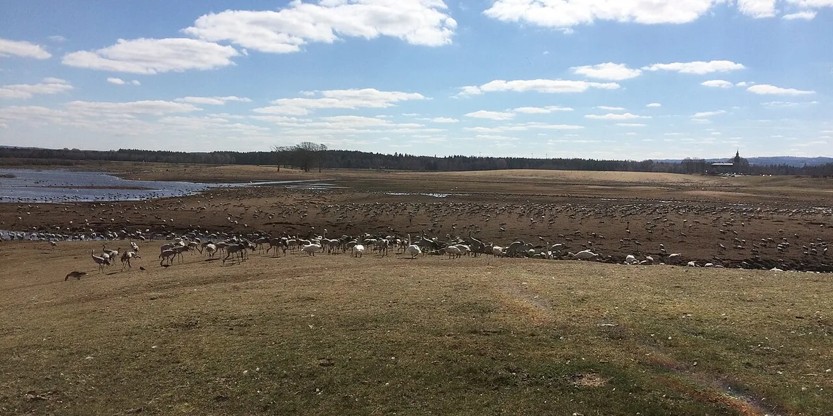 Fåglar vid grunt vatten och lerfält nära Hornborgasjön
