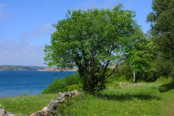 Grönt lövträd vid blå sjö med klippig kust i bakgrunden