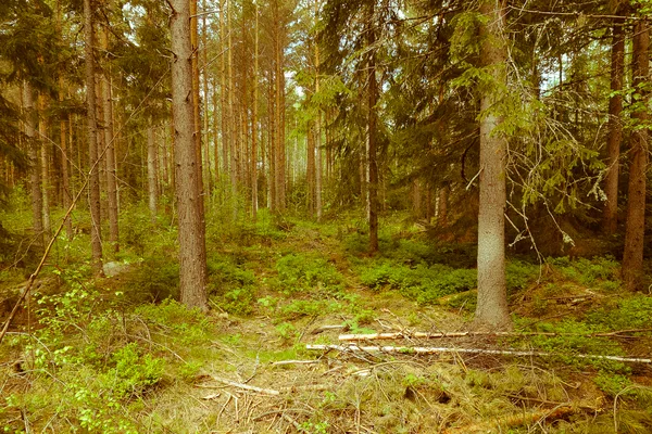 Skogsväg genom granskog i Hylte – typisk terräng längs leden