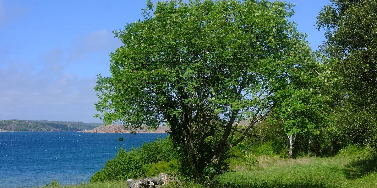 Kinnekullerundan