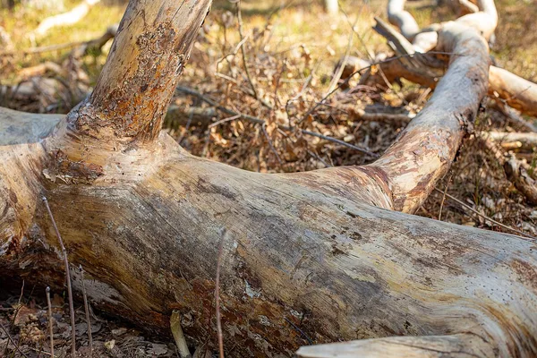 Närbild på fallna trädstammar med avbarkad ved