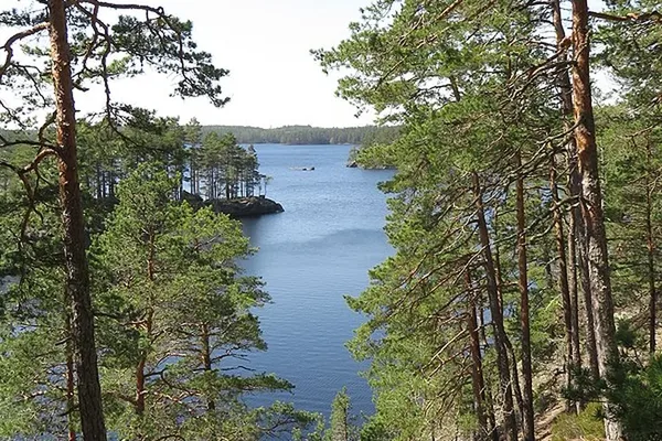 Utsikt genom tallar över stilla sjö med skogbevuxna öar
